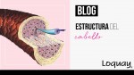 ¿Cómo es la estructura del cabello?