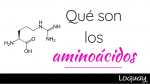 ¿Conoces que son los aminoácidos?